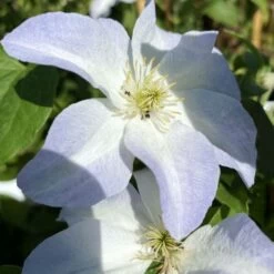 Clématite 'yukikomachi' - Conteneur 3l - Taille 30/60cm