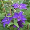 Clématite 'the President' (clematis 'the President') - Conteneur 3l -Flora Soldes 63cf867e2469b8.97185179