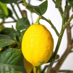 Citrus Limon - Citronnier - Arbre Fruitier - Persistant - ⌀19 Cm - ↕60-70 Cm -Flora Soldes 63eb91225a4171.66117877
