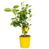 Citrus Limon - Citronnier - Arbre Fruitier - Persistant - ⌀19 Cm - ↕60-70 Cm -Flora Soldes 63eb912262b5e2.78878530