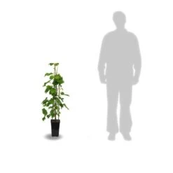 Vigne Vinifera Ampelia® Perdin/pot De 3l - 60/120 Cm -Flora Soldes 63ed2bc42a1191.68582054