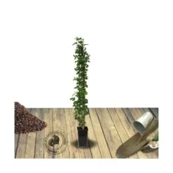 Mûre Fruticosus Little Black Prince®/pot De 3l - 60/80 Cm -Flora Soldes 63ed2c58c63039.09279477