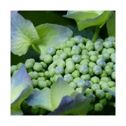 Hortensia Macrophylla Blaumeise/pot De 3l - 20/40 Cm -Flora Soldes 63ed2cc7c788e3.49707896