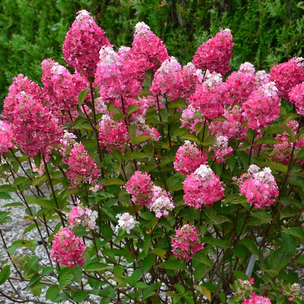 Hortensia Paniculata Framboisine ® 'rensam'/pot De 4l - 40/60 Cm 4 Hortensia Paniculata Framboisine ® 'rensam'/pot De 4l - 40/60 Cm - Image 2