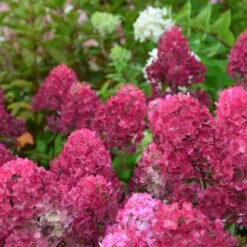 Hortensia Paniculata Framboisine ® 'rensam'/pot De 4l - 40/60 Cm 8 Hortensia Paniculata Framboisine ® 'rensam'/pot De 4l - 40/60 Cm -Flora Soldes 63ed2ce2aa6a03.90611395