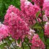 Hortensia Paniculata Framboisine ® 'rensam'/pot De 4l - 40/60 Cm 1 Hortensia Paniculata Framboisine ® 'rensam'/pot De 4l - 40/60 Cm -Flora Soldes 63ed2ce2b1c0d8.50581963