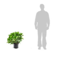 Hortensia Macrophylla Tricolor/pot De 7,5l - 40/60 Cm -Flora Soldes 63ed2d4d97ec44.68719904