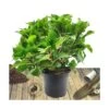 Hortensia Macrophylla Tricolor/pot De 7,5l - 40/60 Cm -Flora Soldes 63ed2d4d9cf688.41178667