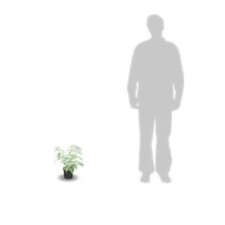 Arbre Aux Papillons Davidii Nanho Purple/pot De 3l - 20/40 Cm -Flora Soldes 63ed2df941cfe1.93241603