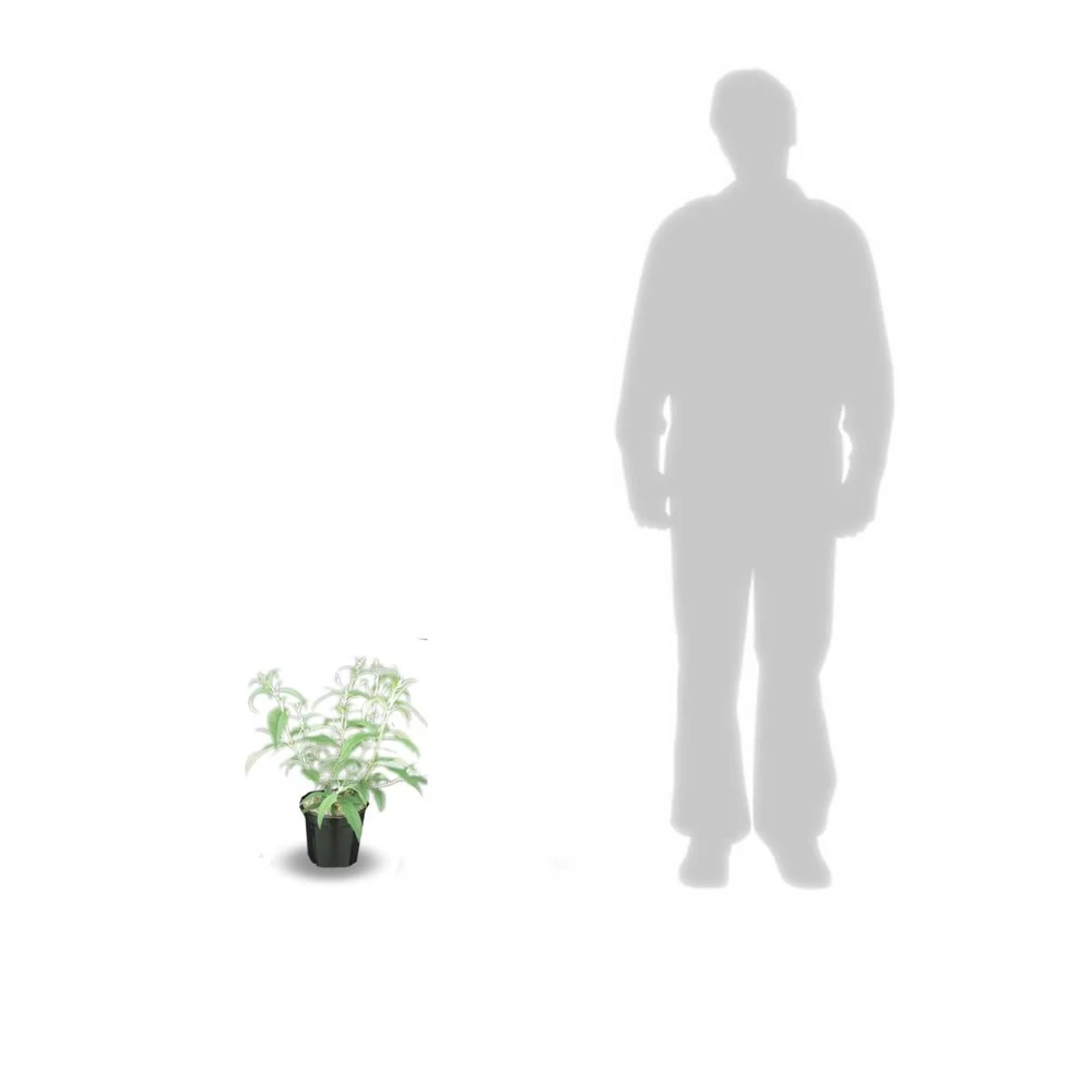 Arbre Aux Papillons Davidii White Profusion/pot De 3l - 20/40 Cm 5 Arbre Aux Papillons Davidii White Profusion/pot De 3l - 20/40 Cm - Image 3