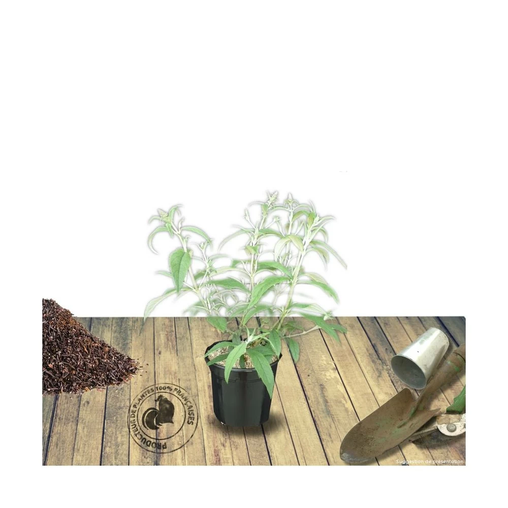 Arbre Aux Papillons Davidii White Profusion/pot De 3l - 20/40 Cm 4 Arbre Aux Papillons Davidii White Profusion/pot De 3l - 20/40 Cm - Image 2