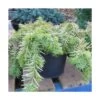 If Commun Baccata Repandens Aurea/godet - 5/20 Cm -Flora Soldes 63ed2f5fa91276.23054054