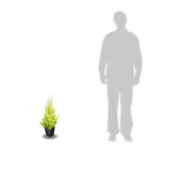 Cyprès De Lambert, Cyprès De Monterey Macrocarpa Goldcrest/pot De 3l - 40/60 Cm -Flora Soldes 63ed2f685a6787.43438763