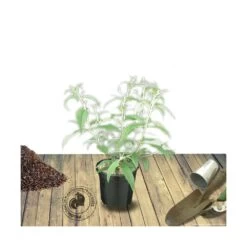 Arbre Aux Papillons Davidii Royal Red/pot De 4l - 40/60 Cm -Flora Soldes 63ed30147d8ed9.73051601