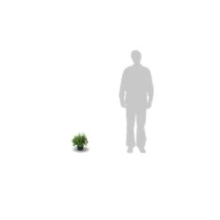 Potentille Fruticosa Tangerine/pot De 3l - 40/60 Cm -Flora Soldes 63ed364d305b25.80744524