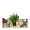 Potentille Fruticosa Tangerine/pot De 3l - 40/60 Cm -Flora Soldes 63ed364d364d54.47551620
