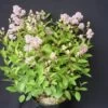 Ceanothe Pallidus Perle Rose/pot De 3 L - 40/50 Cm -Flora Soldes 63ed3650894ea1.26002932