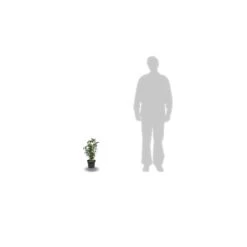 Hibiscus Syriacus Red Heart/pot De 4l - 60/120 Cm -Flora Soldes 63ed36987652d6.89372296