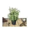 Osmanthe Heterophyllus/pot De 7,5l - 60/80 Cm -Flora Soldes 63ed369f32d041.63161541
