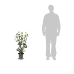 Osmanthe Heterophyllus/pot De 7,5l - 60/80 Cm -Flora Soldes 63ed369f3afb15.97816786