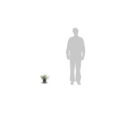 Ceanothe Pallidus Marie Simon/pot De 3l - 20/40 Cm -Flora Soldes 63ed36ef100486.16552232