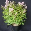 Ceanothe Pallidus Marie Simon/pot De 3l - 20/40 Cm 1 Ceanothe Pallidus Marie Simon/pot De 3l - 20/40 Cm -Flora Soldes 63ed36ef18a429.90597584