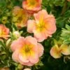 Potentille Fruticosa Double Punch® Peach 'minjaro01'/pot De 1,5l - Tuteur Bambou 30/60 Cm -Flora Soldes 63ed3727966795.36733563