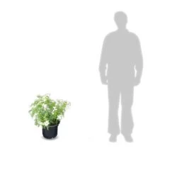 Oranger Du Mexique Ternata White Dazzler® 'londaz'/pot De 7,5l - 60/80 Cm 5 Oranger Du Mexique Ternata White Dazzler® 'londaz'/pot De 7,5l - 60/80 Cm -Flora Soldes 63ed378c784569.13576797