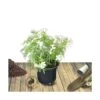 Oranger Du Mexique Ternata White Dazzler® 'londaz'/pot De 7,5l - 60/80 Cm -Flora Soldes 63ed378c7b77b7.75202272