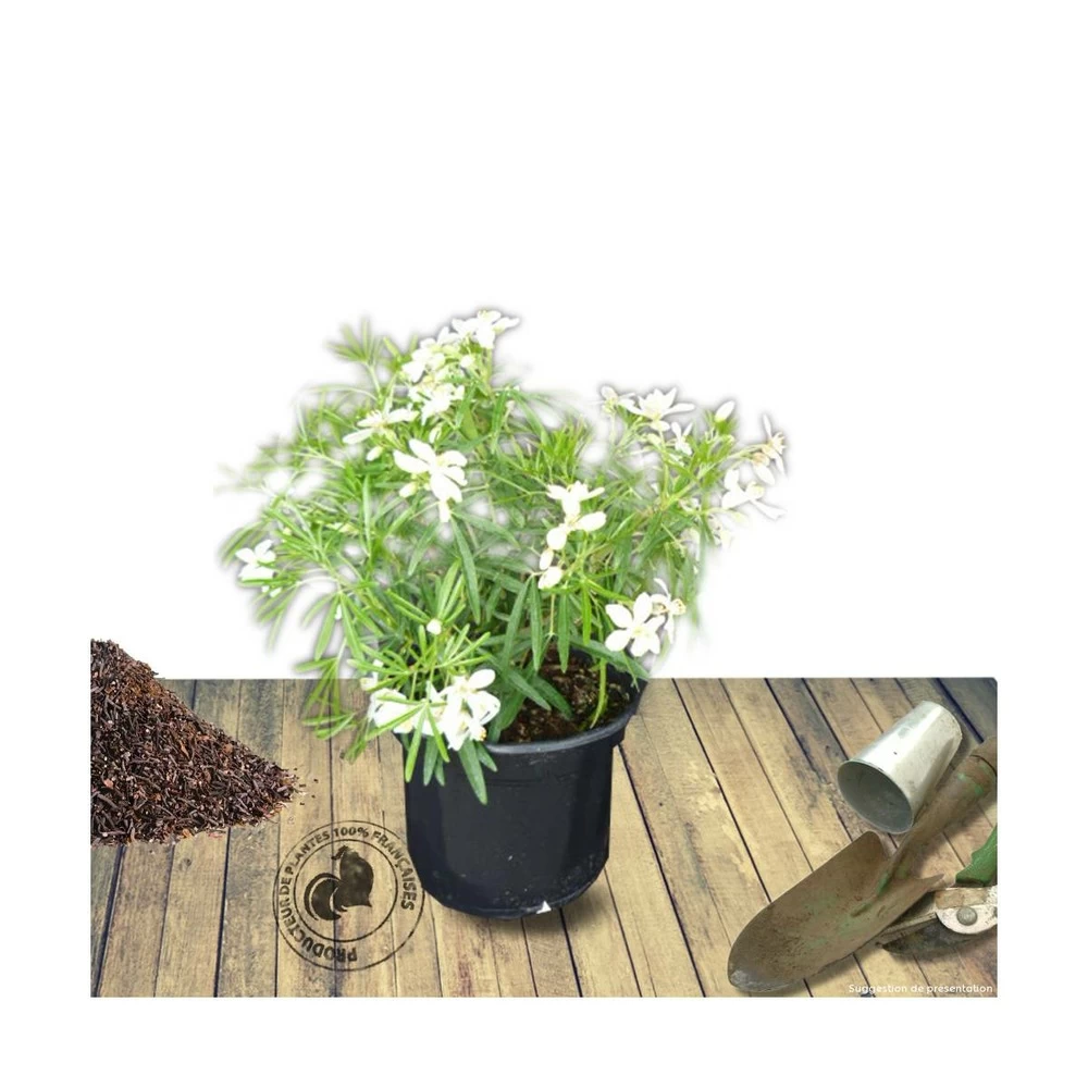 Oranger Du Mexique Ternata White Dazzler® 'londaz'/pot De 7,5l - 60/80 Cm 3 Oranger Du Mexique Ternata White Dazzler® 'londaz'/pot De 7,5l - 60/80 Cm