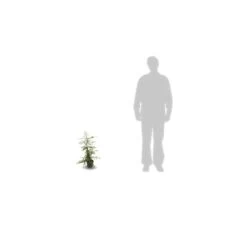 Buisson Ardent Coccinea Orange Glow/pot De 3l - 60/80 Cm -Flora Soldes 63ed381e3181f3.42578792