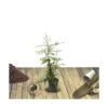 Buisson Ardent Coccinea Orange Glow/pot De 3l - 60/80 Cm -Flora Soldes 63ed381e3fc199.41450856