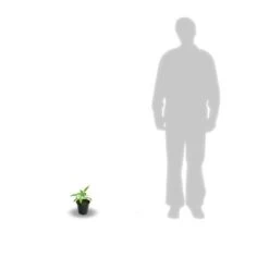 Clématite Viticella Avant Garde™ 'evipo033'/godet. -Flora Soldes 63ed44e09f12b4.04360792