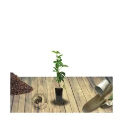 Vigne Vierge Quinquefolia Murorum/pot De 1,5l - Tuteur Bambou 30/60 Cm -Flora Soldes 63ed44fef223f1.51826197