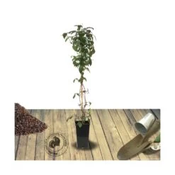 Clématite Montana Spooneri/pot De 3l - Echelle Bambou 60/120 Cm -Flora Soldes 63ed4650225e22.54306221