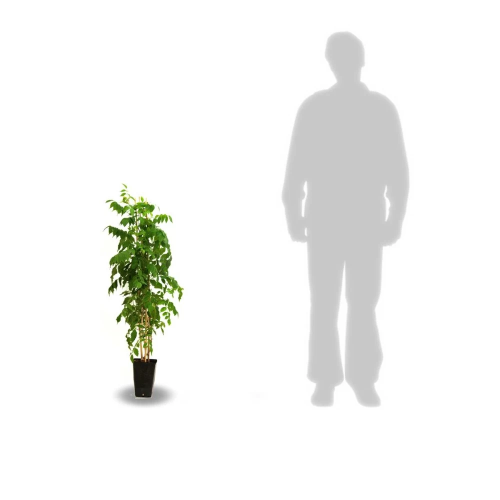 Glycine Du Japon Floribunda Violacea Plena/pot De 3l - 60/120 Cm 4 Glycine Du Japon Floribunda Violacea Plena/pot De 3l - 60/120 Cm - Image 2