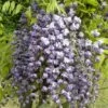 Glycine Du Japon Floribunda Violacea Plena/pot De 3l - 60/120 Cm -Flora Soldes 63ed46536eba93.00505295