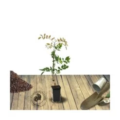 Glycine Soyeuse Venusta/pot De 1,5l - Tuteur Bambou 30/60 Cm -Flora Soldes 63ed465f488bc2.56066408
