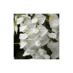 Glycine Soyeuse Venusta/pot De 1,5l - Tuteur Bambou 30/60 Cm -Flora Soldes 63ed465f4c45d3.73963000