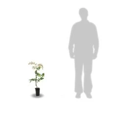 Glycine Soyeuse Venusta/pot De 1,5l - Tuteur Bambou 30/60 Cm -Flora Soldes 63ed465f4f3b37.19069855