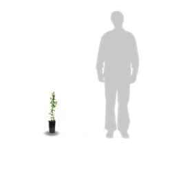 Clématite Ruutel/pot De 2l -Flora Soldes 63ed46b01e5f62.84286256