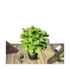 Hortensia Macrophylla Rosita/pot De 7,5l - 40/60 Cm -Flora Soldes 63ed48d22ed322.45672687