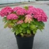 Hortensia Macrophylla Rosita/pot De 7,5l - 40/60 Cm -Flora Soldes 63ed48d23298a8.09569218