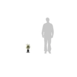 Azalée Japonaise Japonica Mme Van Heck/pot De 3l - 20/40 Cm -Flora Soldes 63ed49038153d5.04905803