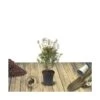 Azalée Japonaise Japonica Mme Van Heck/pot De 3l - 20/40 Cm -Flora Soldes 63ed490384d004.79793568
