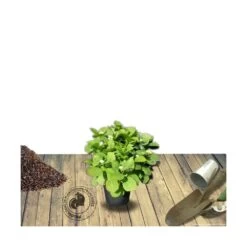 Hortensia Macrophylla Leuchtfeuer/pot De 3l - 20/40 Cm -Flora Soldes 63ed4918955881.64548669