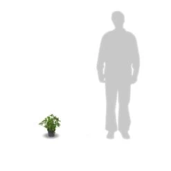 Hortensia Macrophylla Leuchtfeuer/pot De 3l - 20/40 Cm -Flora Soldes 63ed4918a19602.32274856