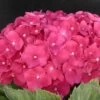 Hortensia Macrophylla Leuchtfeuer/pot De 3l - 20/40 Cm -Flora Soldes 63ed4918a8a0c1.22663369