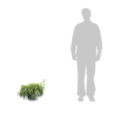 Faux Cyprès Pisifera Sungold/pot De 5l - 40/60 Cm -Flora Soldes 63ed4c190cca06.54404568