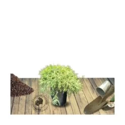 Faux Cyprès Pisifera Sungold/pot De 5l - 40/60 Cm -Flora Soldes 63ed4c191f2000.12116470